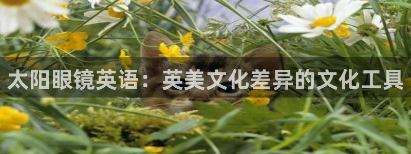 辉达娱乐五39444